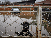 Alone dog in flooded yard in the village of Petarch, Sofia region, Bulgaria 12 January, 2021 (