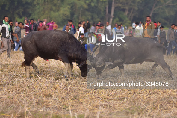 A pair of buffalos lock horns during a traditional buffalo fight held as part of Magh Bihu festivities in Nagaon, in the northeastern Indian...