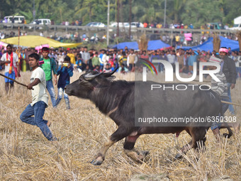 Buffalo owners try to control their buffalos during a traditional buffalo fight held as part of Bhogali Bihu festival at Ahatguri  some 80 k...