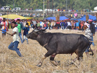 Buffalo owners try to control their buffalos during a traditional buffalo fight held as part of Bhogali Bihu festival at Ahatguri  some 80 k...