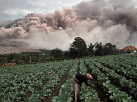 Farmers grow crops following the eruption of the Sinabung volcano continues to emit spews ash and volcanic material after following the incr...