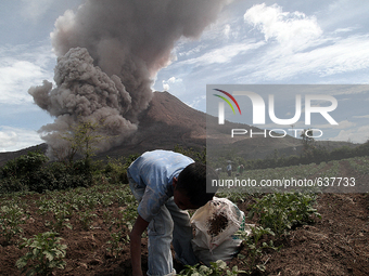 A boy planting on the sidelines of a pyroclastic flow Sinabung release into the air that comes out of the crater following the latest erupti...