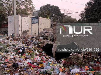 A cow rests amid a heap of garbage at a dumping ground near a residential area in New Delhi, India on January 30, 2021. (