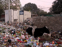 A cow rests amid a heap of garbage at a dumping ground near a residential area in New Delhi, India on January 30, 2021. (