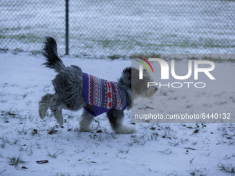 A dog sees its first snow in Buffalo Bayou Park in Houston, Texas early on the morning of Monday, February 15th after the snow storm.  (
