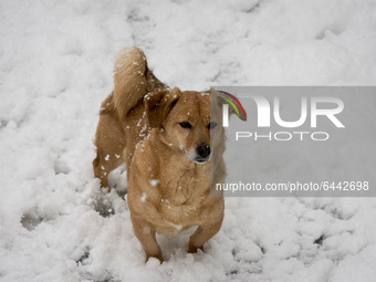 A dog is playing with the snow in Athens, Greece, on February 16, 2021. The snowfall called 'Medea' showed up in the area of Zografou in Ath...