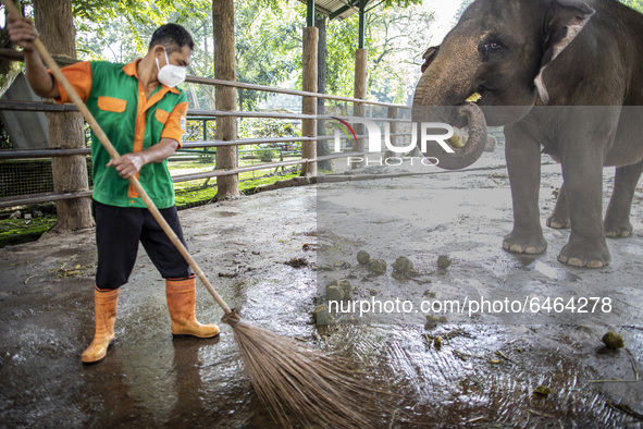 An Elephant caretaker cleaning the elephant feces at the Elephant place at the zoo. During pandemic covid19 Zoo Animal Garden at South Jakar...