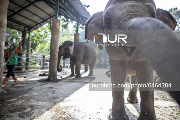 An elephant teasing the photojournalist at the zoo. During pandemic covid19 Zoo Animal Garden at South Jakarta close down to public, activit...