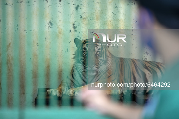 RIDO care taker of sumateran tiger say hello to one of his tiger. During pandemic covid19 Zoo Animal Garden at South Jakarta close down to p...