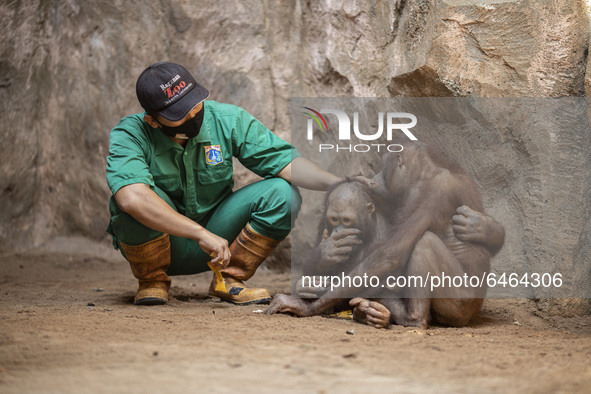 An officer of Orang Utan Cage accompany babies orang utan during breakfast at the zoo. During pandemic covid19 Zoo Animal Garden at South Ja...