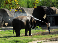A caretaker sprays water on an elephant at the National Zoological Park on the occasion of World Wildlife Day in New Delhi, India on March 3...