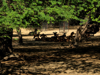 A herd of Nigai rests inside an enclosure at the National Zoological Park on the occasion of World Wildlife Day in New Delhi, India on March...