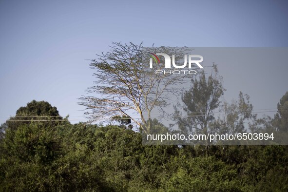 A walk alog Karura Forest, an urban in Nairobi, and one of the bigest urban forests in the world. 
Nairobi, Kenya, on february 28, 2021. 