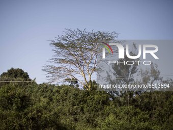 A walk alog Karura Forest, an urban in Nairobi, and one of the bigest urban forests in the world. 
Nairobi, Kenya, on february 28, 2021. (