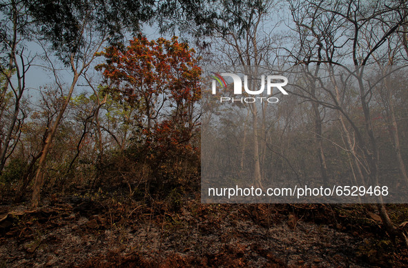 Smoke engulfed inside the Similipal Biosphere in Mayurbhanj district near Jashipur, nearby 200km away from the eastern Indian state Odisha's...