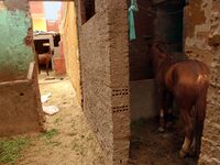 Horses feed on grass in a stable near Giza complex in Giza, Egypt. Sunday, March 23, 2014.  (