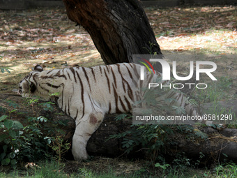 Vijay, a white Bengal tiger, is pictured at National Zoological Park, after it opened its doors to the public on the first day of its reopen...
