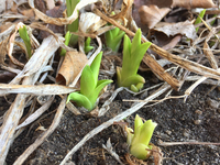 Lily plants emerge from the ground during the Spring season in Toronto, Ontario, Canada onApril 4, 2021. (