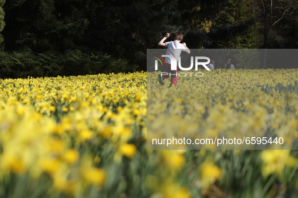 A young boy enjoys walking in a flower field in Stuttgart, Germany on March 31, 2021 