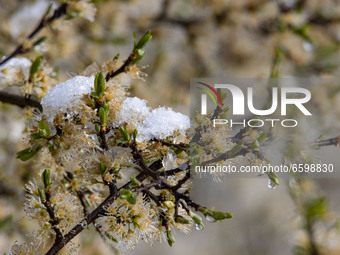 Close up to tree branches covered with snow. The Netherlands wakes up snow covered after an intense morning snowfall, a bizzar event for Apr...