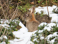 Bunny in the snow. The Netherlands wakes up snow covered after an intense morning snowfall, a bizzar event for April. The second day of low...