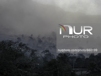 KARO, INDONESIA - JUNE 29: Ash volcanic covered tree on jungle area near mount sinabung on June 29, 2015 in Karo, Indonesia. Over 10,000 res...