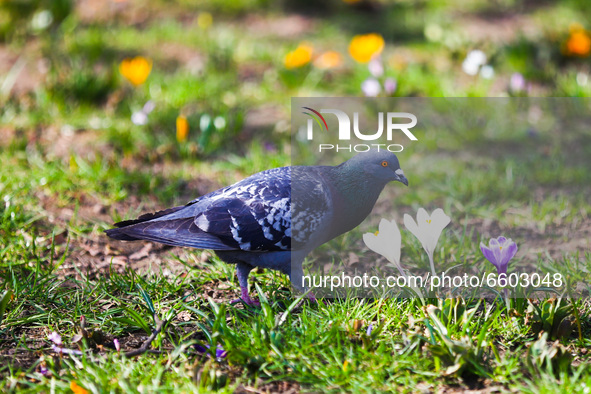 A pigeon walks among blooming flowers in Krakow, Poland on April 1st, 2021.
 