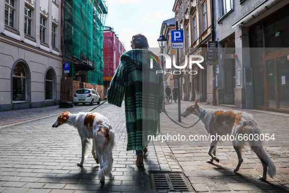 A man is walking the Borzoi dogs in the Old Town in Krakow, Poland on April 2nd, 2021. 