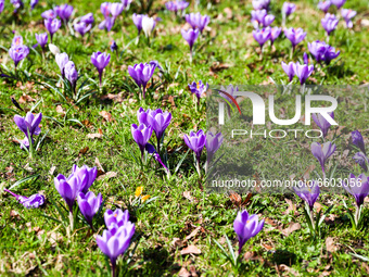 Blooming crocus flowers are seen at Planty Park in Krakow, Poland on April 2nd, 2021. 
 (