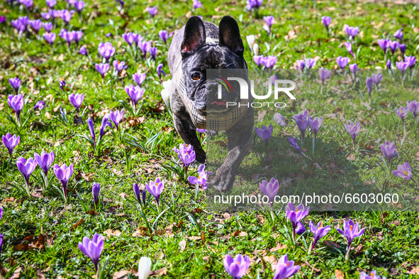 A French bulldog is walking among blooming crocus flowers at Planty Park in Krakow, Poland on April 2nd, 2021. 
 