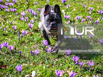 A French bulldog is walking among blooming crocus flowers at Planty Park in Krakow, Poland on April 2nd, 2021. 
 (