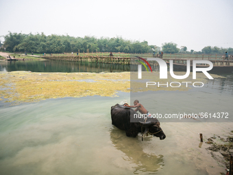 A buffalo is being bathed in one of the most polluted rivers Jalangi River in the Nadia district of West Benga, India, on February 17, 2021l...