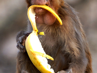 A monkey eats a banana in Pushkar, Rajasthan, India on 11 April 2021. (
