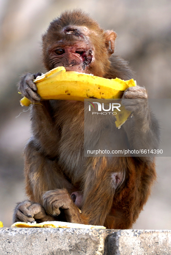 A monkey eats a banana in Pushkar, Rajasthan, India on 11 April 2021. 