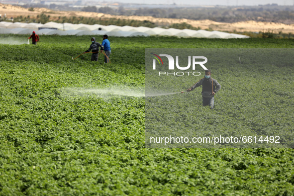 A Palestinian farmer sprays farm chemicals in his farm near the border with Israel, amid the coronavirus disease (COVID-19) outbreak, in the...