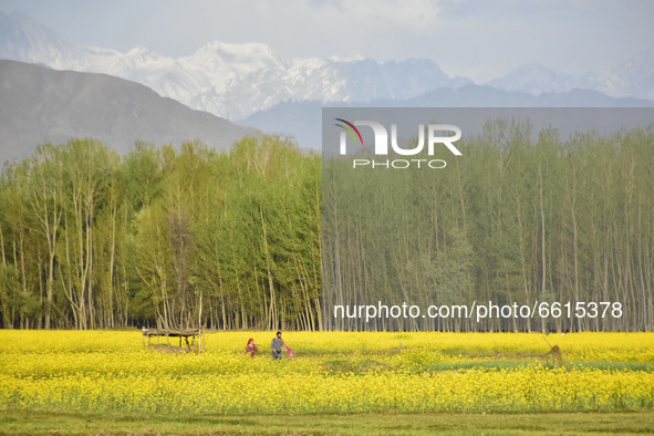 Kashmiri people walk in the mustard fields in Pulwama district of Indian Administered Kashmir south of Srinagar on 12 April 2021.
 