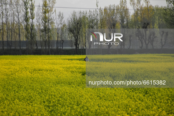 Kashmiri people walk in the mustard fields in Pulwama district of Indian Administered Kashmir south of Srinagar on 12 April 2021. 