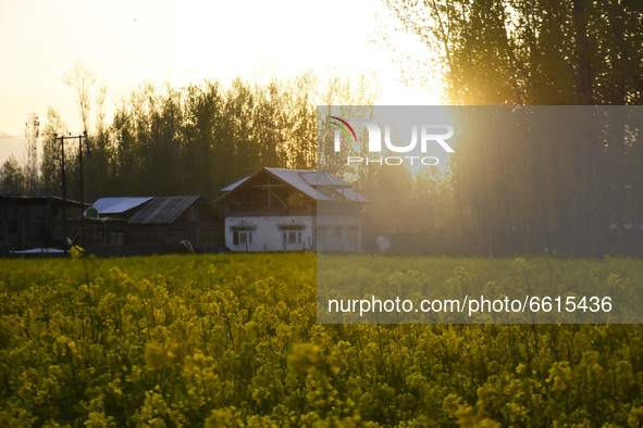 Sunset over the mustard fields in Pulwama district of Indian Administered Kashmir south of Srinagar on 12 April 2021. 