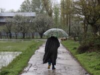 A walks with an Umbrella walks amid Light rainfall in Sopore, District Baramulla, Jammu and Kashmir, India on 17 April 2021. Director meteor...