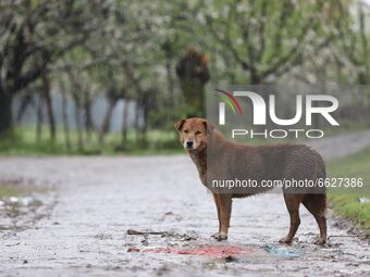 A Stray dog looks for Food amid Light rainfall in Sopore, District Baramulla, Jammu and Kashmir, India on 17 April 2021. Director meteorolog...