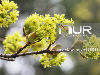 Budding branches on a tree during the Spring season in Toronto, Ontario, Canada on April 18, 2021. (