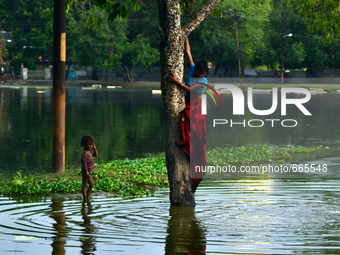An indian woman climbs on a tree in a flooded field following heavy rain in Allahabad on July 1,2015. (