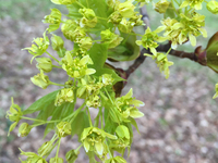 Budding branch on a maple tree during the Spring season in Toronto, Ontario, Canada on April 26, 2021. (