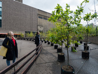 LONDON, UNITED KINGDOM - MAY 04, 2021: People look at an installation of 100 oak saplings entitled 'Beuys' Acorns' by British artists Heathe...