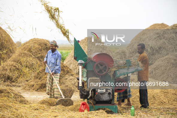 Workers harvest rice at a paddy field in Kishoreganj on May 6, 2021. 