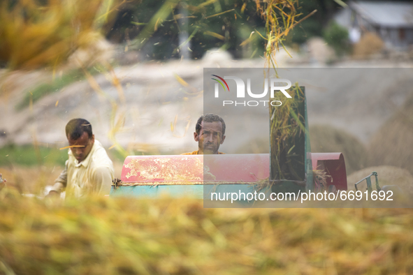 Workers harvest rice at a paddy field in Kishoreganj on May 6, 2021. 