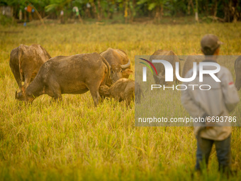 A villager herding his buffalos at a harvested rice field at Palir village in Semarang, Central Java Province, Indonesia on May 8, 2021.  (