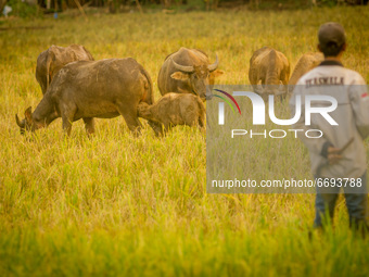 A villager herding his buffalos at a harvested rice field at Palir village in Semarang, Central Java Province, Indonesia on May 8, 2021.  (