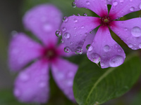 Catharanthus roseus flower along with the water droplets blooms, welcoming spring season in Nepal on Sunday, May 09, 2021. (