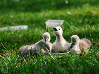 swan chicks are seen in Nagasaki Hiroshima park in Cologne, Germany on May 9, 2021 amid the coronavirus pandemic. (